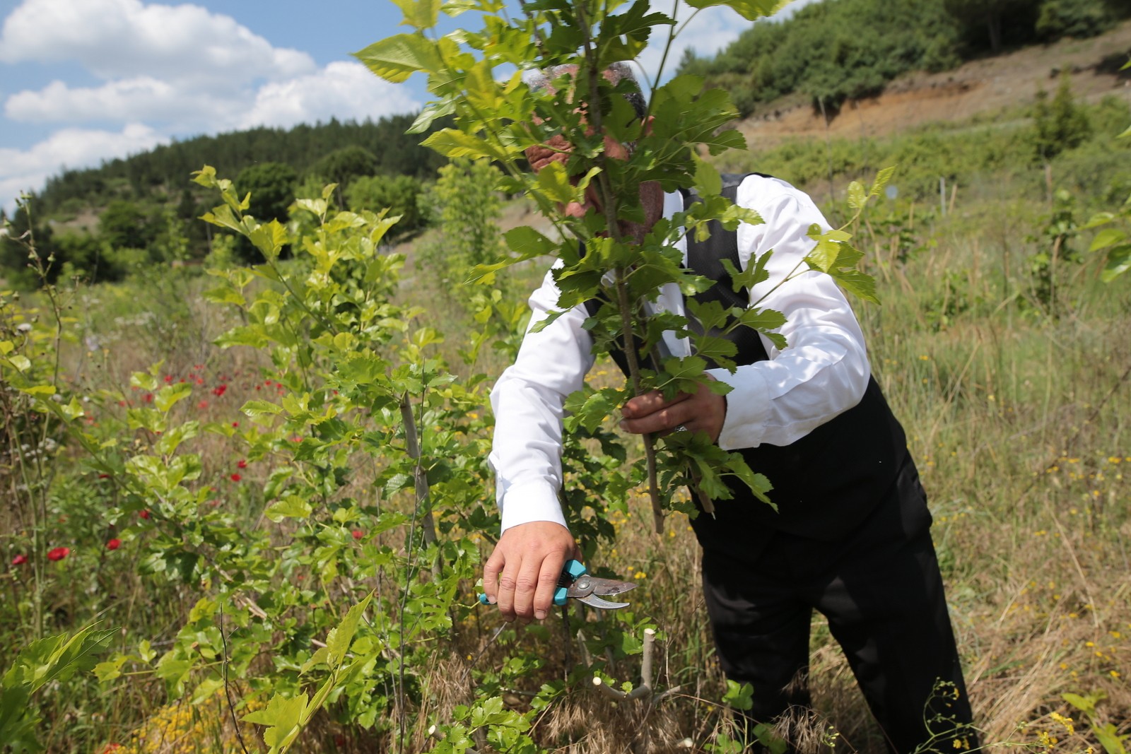 İpekte hasat zamanı